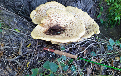 Huge Fungi